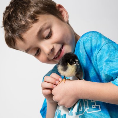 Seven year old boy with baby chicken