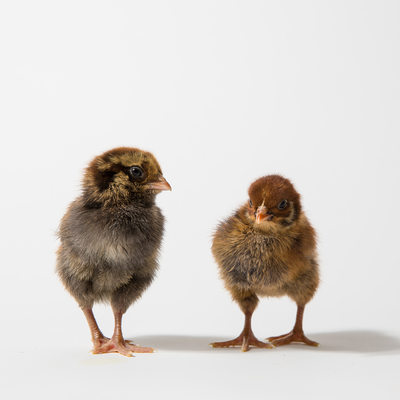 Ameraucana and Barnevelder Chicks, Nugget and Teriyaki