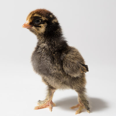 Poppy - 2 Days Old - Golden Laced Cochin