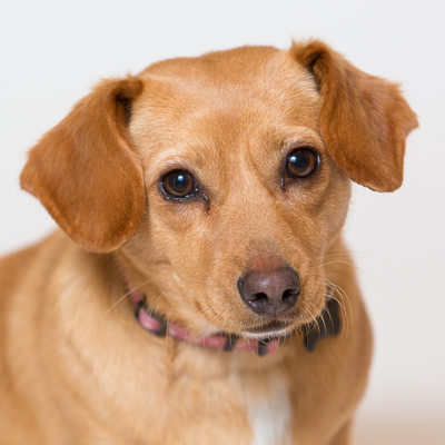 Professional Pet Portraits in Malvern- SPCA Rescue Mutt