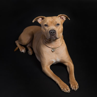 Malvern Pet Photographer- Pit Bull on Black Background