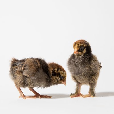 Ameraucana and Cochin chicks - 2 day old baby chickens