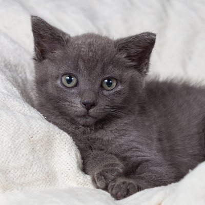 West Chester Pet Photographer - Kitten Photos