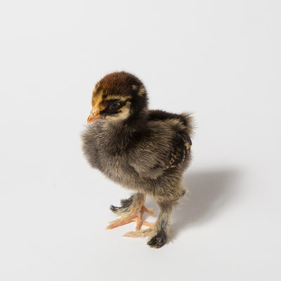 Poppy - 7 Days Old - Golden Laced Cochin