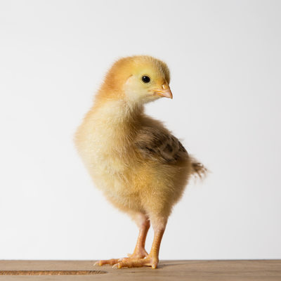 Sriracha - One Week Old - Production Red Chick