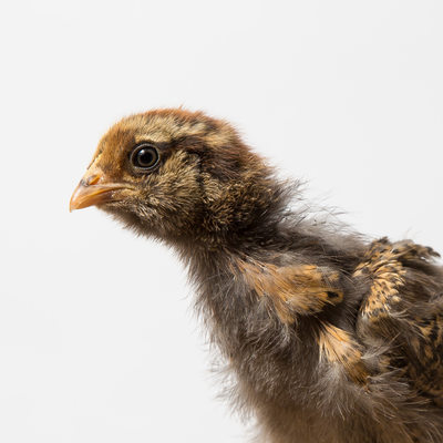 Nugget - 2 Weeks Old - Feathering Ameraucana