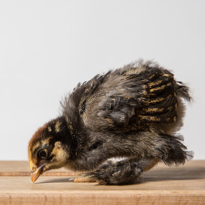 Poppy - 14 Days Old - Golden Laced Cochin