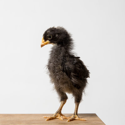 Pepper - 14 Days Old - Plymouth Barred Rock Chick