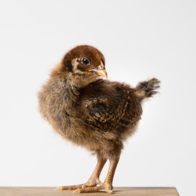 Teriyaki - Two Weeks Old - Barnevelder Chicken