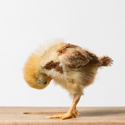 Sriracha - Two Week Old - Production Red Chick