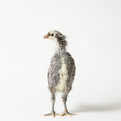 Blue - 21 Days Old - Blue Andalusian Chick
