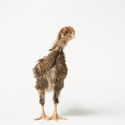 Teriyaki - 3 Weeks Old - Barnevelder Chicken