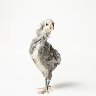 Blue - Three Weeks Old - Blue Andalusian Chick