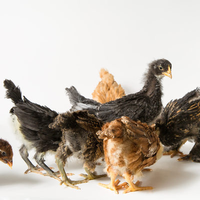 Three Week Old Pet Chickens - Odd Pet Portraits
