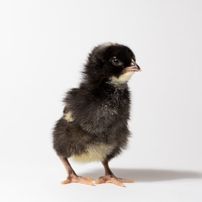 Pepper - Two Days Old - Plymouth Barred Rock Chick