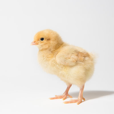 Honey - 2 Days Old - Buff Orpington Chick