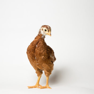 Sriracha - Four Week Old - Production Red Chick