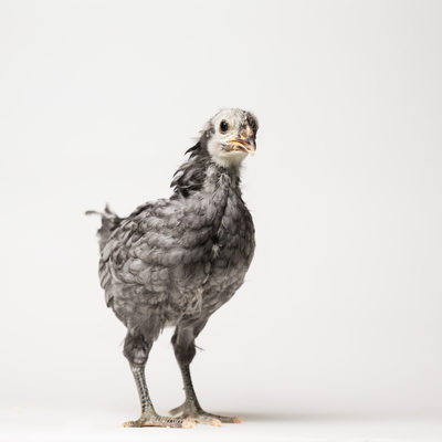 Blue - Four Weeks Old - Blue Andalusian Chick