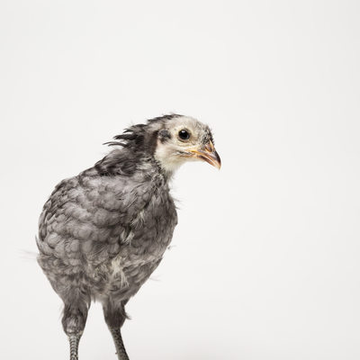 Blue - One Month Old - Blue Andalusian Chick