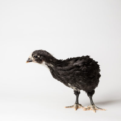 Noodle - 28 Days Old - Black Australorp Chicken