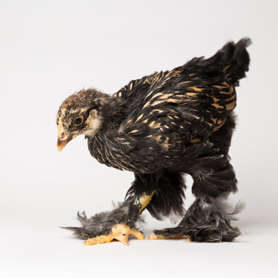 Poppy - One Month Old - Golden Laced Cochin