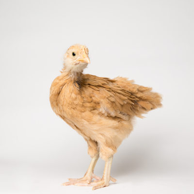 Honey - 4 Weeks Old - Buff Orpington Chick