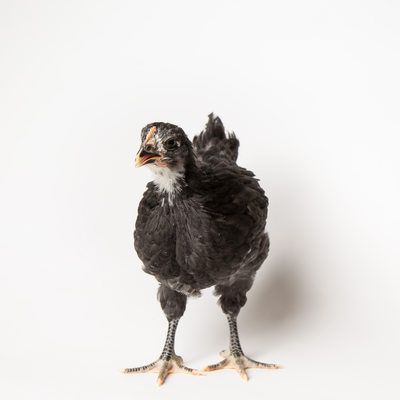 Noodle - 35 Days Old - Black Australorp Chicken