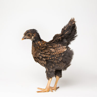 Teriyaki - 5 Weeks Old - Barnevelder Chicken