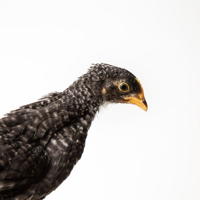 Pepper - 35 Day Old - Plymouth Barred Rock Chicken