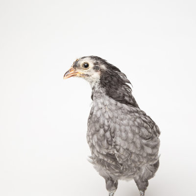 Blue - Five Weeks Old - Blue Andalusian Chick