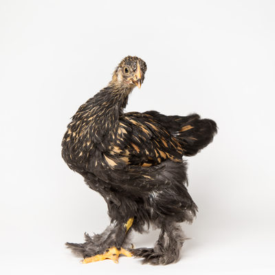 Poppy - 5 Weeks Old - Golden Laced Cochin