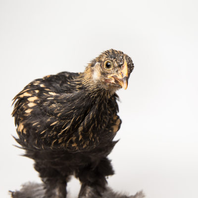 Poppy - Five Weeks Old - Golden Laced Cochin
