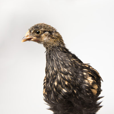 Poppy - 35 Days Old - Golden Laced Cochin