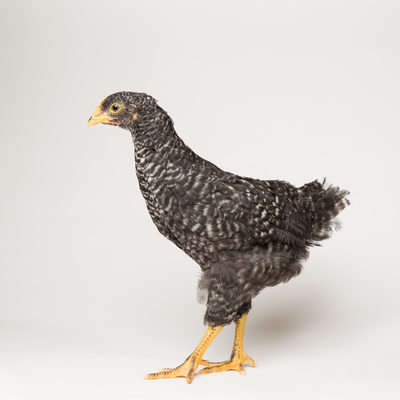 Pepper - Six Weeks Old - Plymouth Barred Rock Pullet