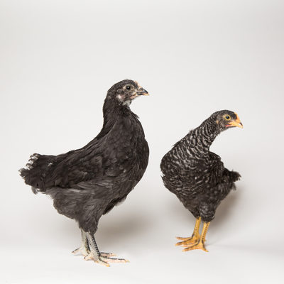 Noodle and Pepper, the Two Black Hens