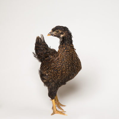 Teriyaki - 6 Weeks Old - Barnevelder Chicken
