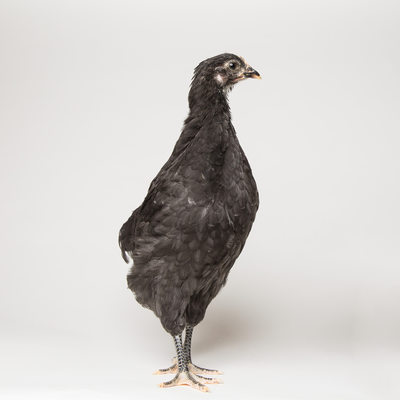 Noodle - Six Weeks Old - Black Australorp Chicken