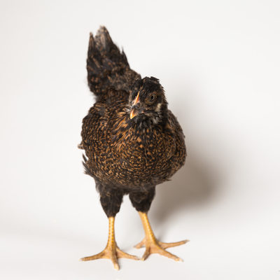 Teriyaki - Six Weeks Old - Barnevelder Chicken