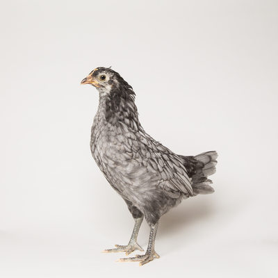 Blue - Six Weeks Old - Blue Andalusian Hen