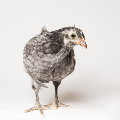 Blue - Six Weeks Old - Blue Andalusian Chicken