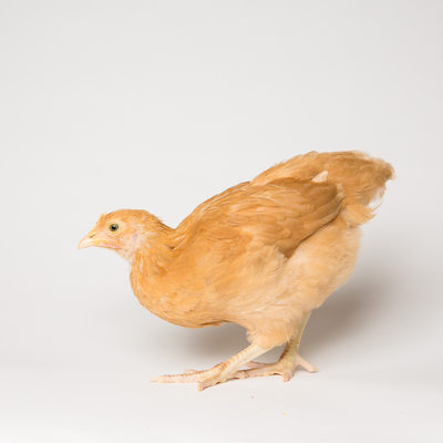 Honey - Six Weeks Old - Buff Orpington Chicken