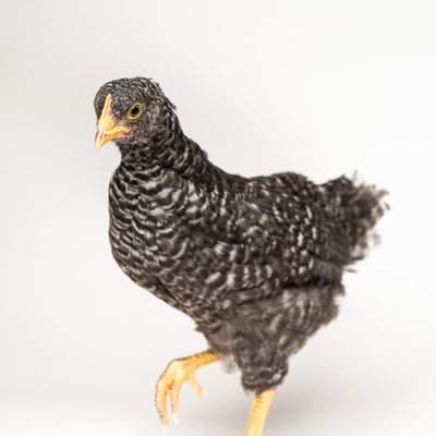 Pepper - Six Week Old Plymouth Barred Rock Pet Chicken