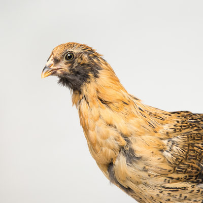 Nugget - 6 Weeks Old - Ameraucana Chicken