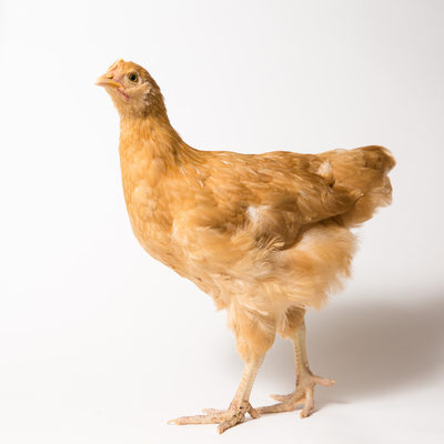 Honey - Eight Weeks Old - Buff Orpington Chicken