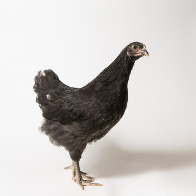 Noodle - Eight Weeks Old - Black Australorp Chicken