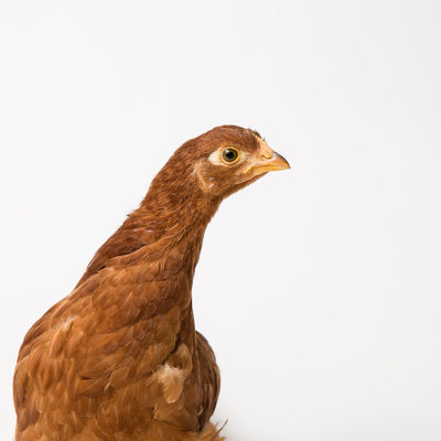 Sriracha - Eight Weeks Old - Production Red Hen