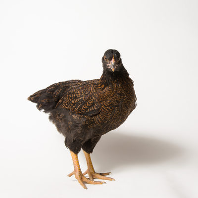 Teriyaki - Eight Weeks Old - Barnevelder Chicken