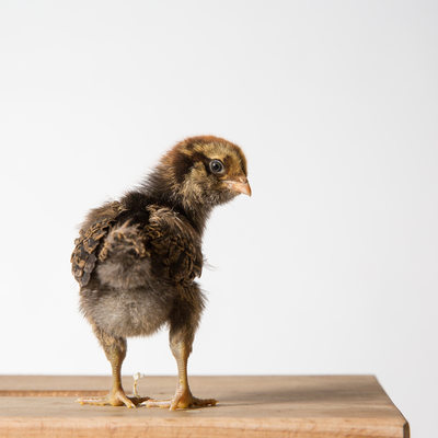 Nugget - One Week Old - Ameraucana Chicken