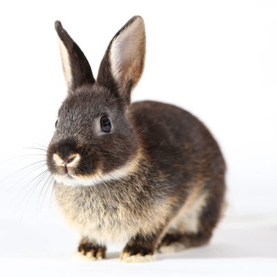 Pet Photographer - Dwarf Rabbit Portrait