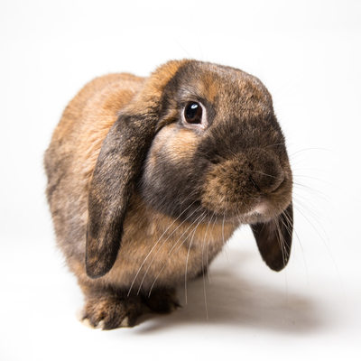 Exotic Pets - Professional Rabbit Photos